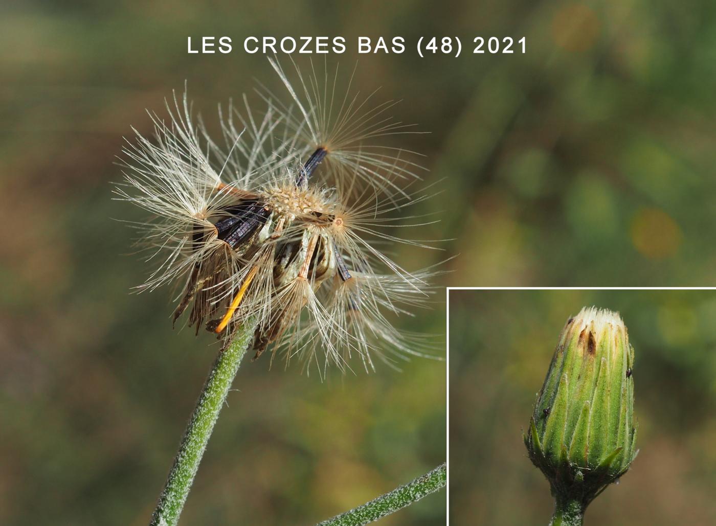 Hawkweed, (of Turin) fruit